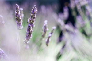 Lavender fields by Danielle Comer